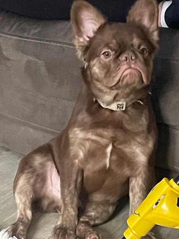 Fluffy French bulldog