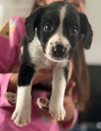 Springador puppy (last one available)