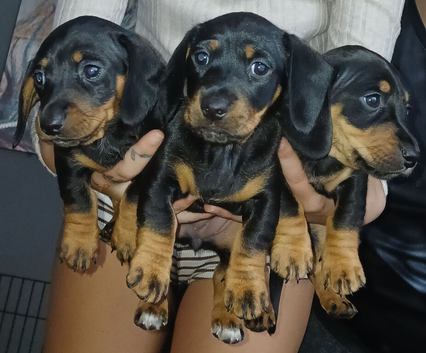 2 female miniature daushaund