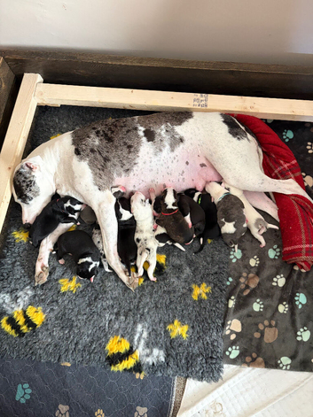 Beautiful Bull/Greyhound puppies