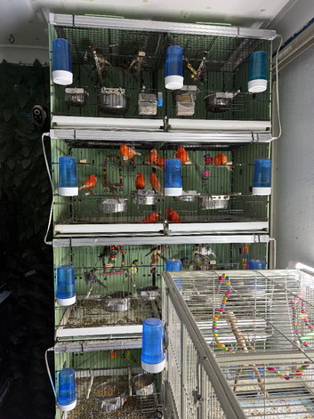 Breeding cage Glasgow