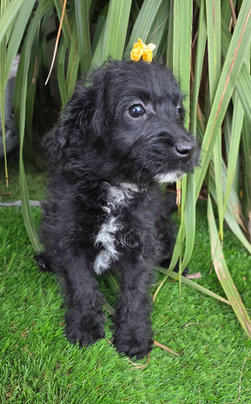 Last 1 Fully Vaccinated Gorgeous playful labradoodle puppys. Ready Now.