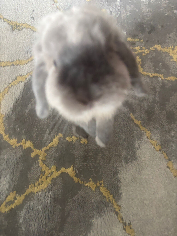 Holland dwarf bunny
