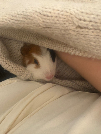 Guinea pig
