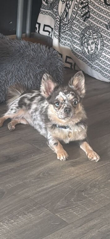 Chihuahua x Frenchie