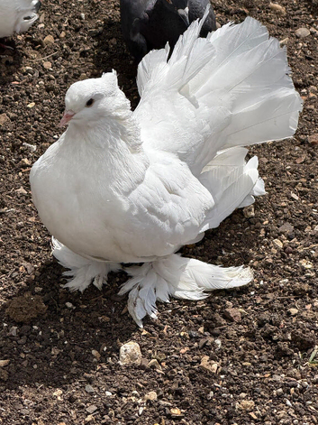 Indian fantail
