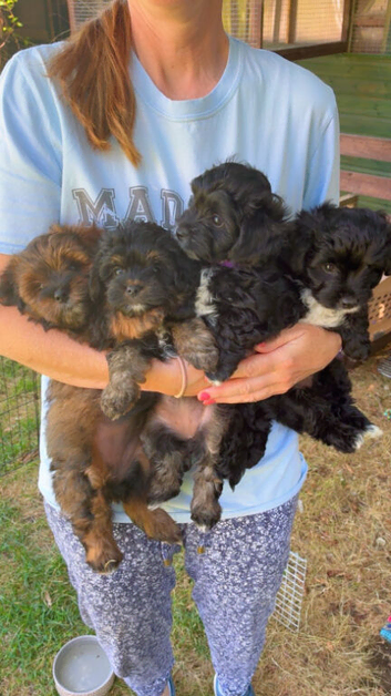 Beautiful yorkiepoo puppies