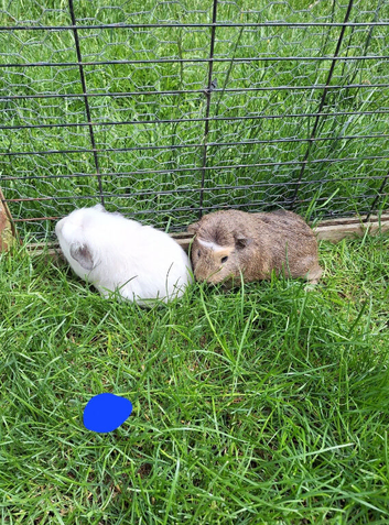 Male guinea pigs for sale