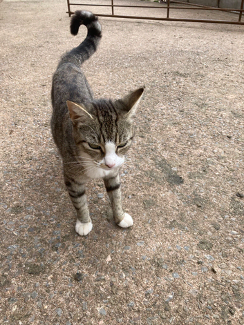 4 playful kittens looking for new
