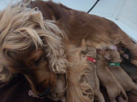 RKC SHOW COCKER SPANIEL PUPPIES EXTENSIVELY HEALTH