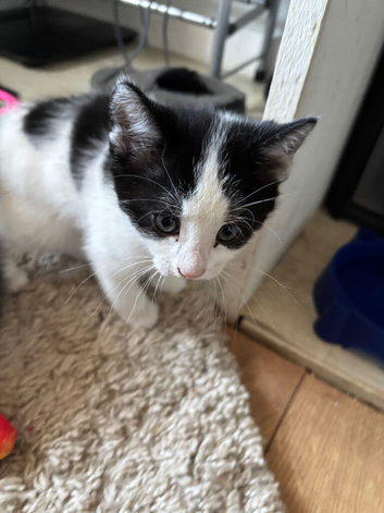 Kittens 8 weeks old ready to sell