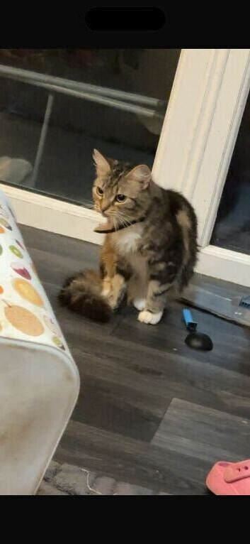 2 female cats
