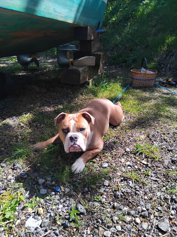 British bulldog