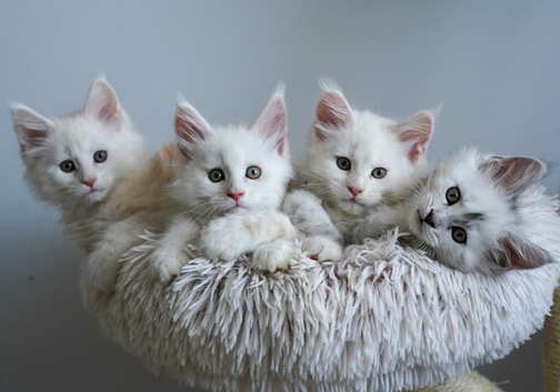 TICA Registered Maine Coon Kittens