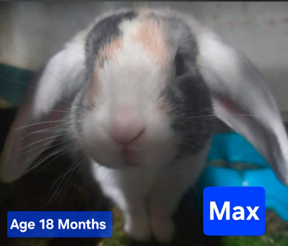 Male (buck) lop