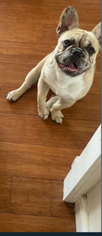 French bulldog