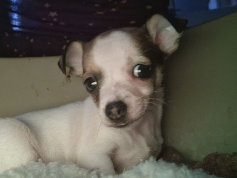 Boy jackawawa pup