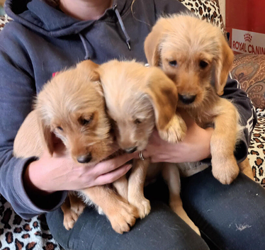 READY NOW. GOLDEN MINIATURE LABRADOODLE BOYS FROM 5* LICENCED BREEDER.
