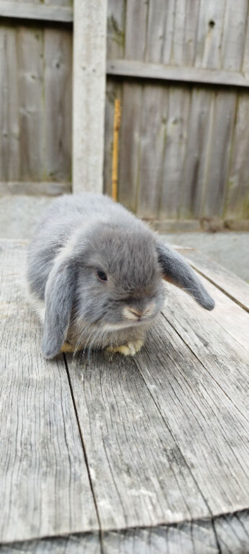 Mini Lop bunnies Pure Breed