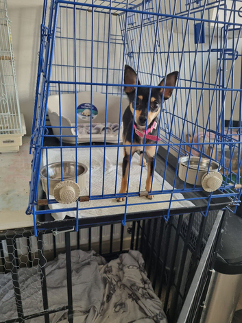 Chihuahua x jack Russell