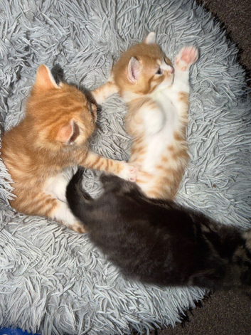 Kittens