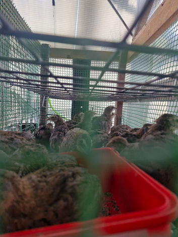 12 Quails 4 Weeks Old