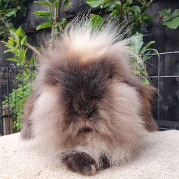 Double maned lionlop doe