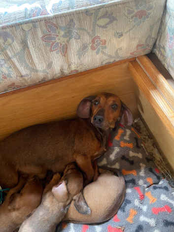 Miniature dachshund