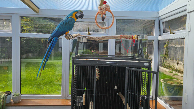 PENDING NOW- Tame, Talking, Very friendly Blue and Gold Macaw