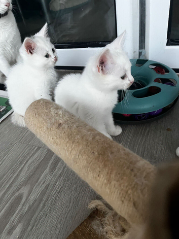 2 female whiute kitten ready  for new homes