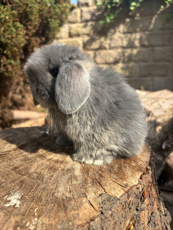 Miniature lops true to type