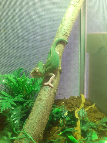 Female pied Yemen, with viv