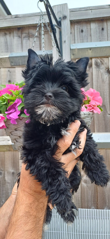 Beautiful Girl Black Yorkshire Terrier Pedigree