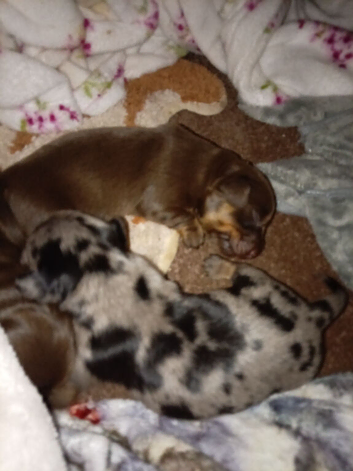 Last sausage dog puppy for sale
