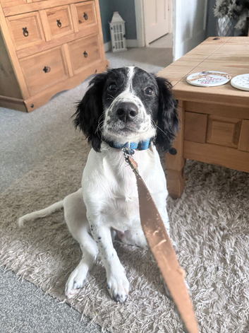 Black-and-white cocker spaniel