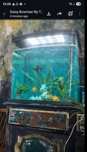 FABULOUS FLIRTY FANCY FISH LOOKING FOR A NEW HOME COMPLETE IN NEW TANK