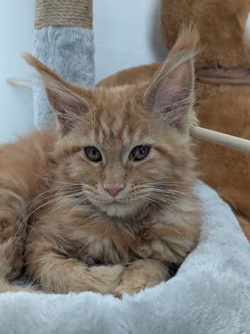 Red Mainecoon