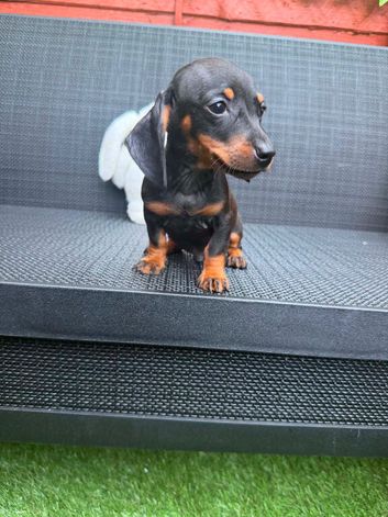 Miniature dachshund