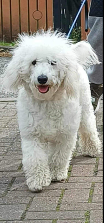 White Labradoodle