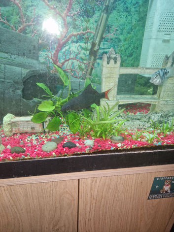 Red tail shark
