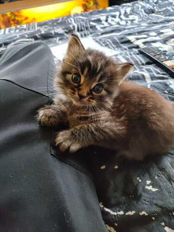 Male kitten vary fluffy and playful