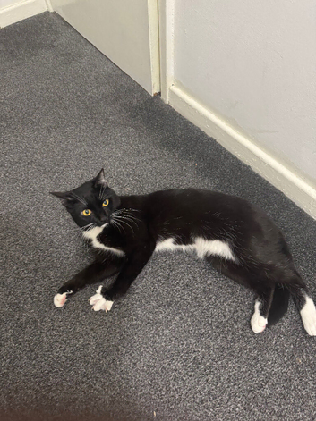 Looking for a good home