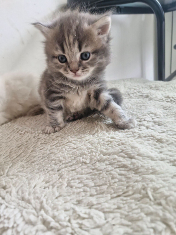 British short haired cross kittens for sale