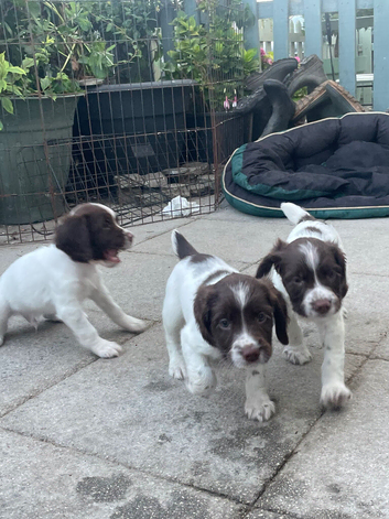 KC Reg springer spaniels