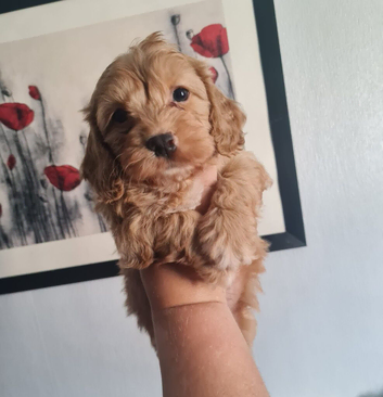 Beautiful Cavapoo Puppies