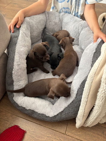 Tiny chihuahua x Patterdale