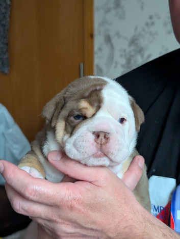 New English Bulldog
