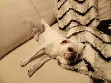 Female pug 9 months old
