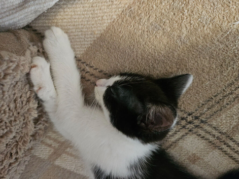 White and black boy kitten looking for his forever home