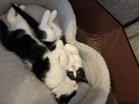 Tuxedo Kittens for sale